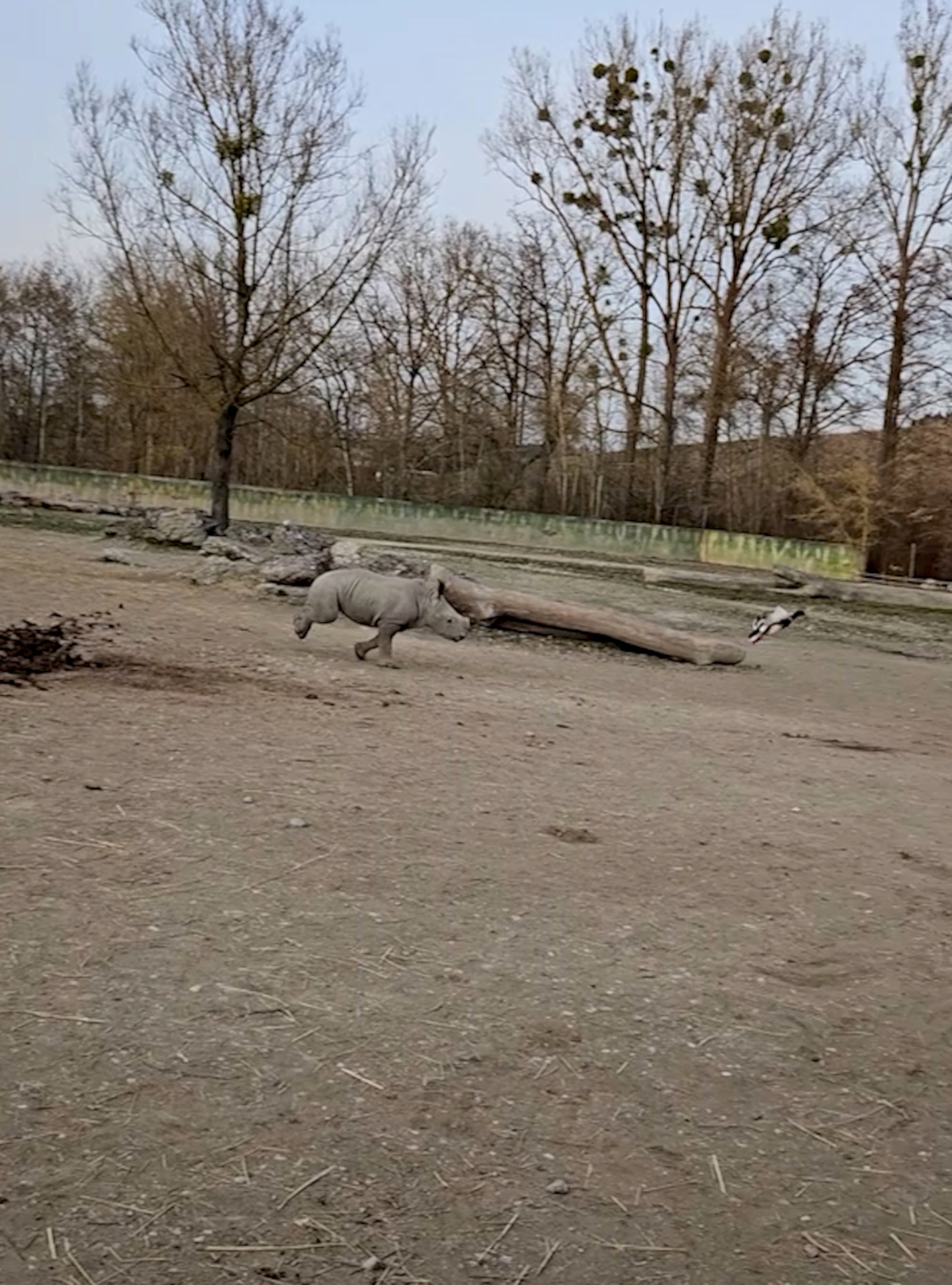 Baby rhino chases duck through enclosure at the Schmiding Zoo in Krenglbach, Austria, undated. Note: Photo is a screenshot from a video. (Zoo Schmiding/Newsflash)