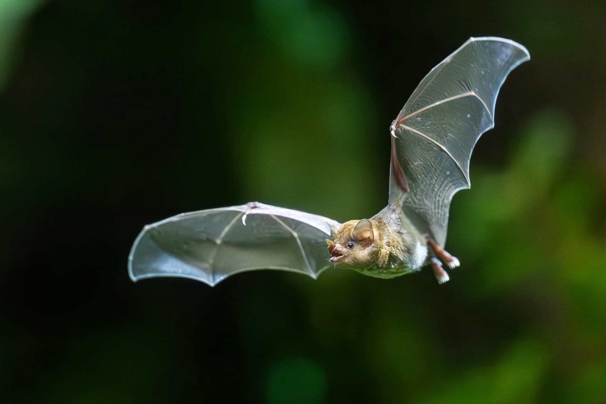 Picture shows the zoo's bat, undated. Zoo is building a gigantic bat enclosure in Vienna, Austria. Note: Licensed photo. (Daniel Zupanc/Newsflash)